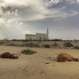 Dead cows lie dead from the drought in Somaliland