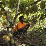 Opening the cocoa pods to be harvested.