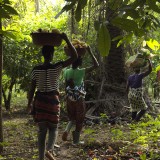 Cocoa farmers in the jungles of the Ivory Coast.