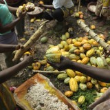Cocoa famers open the cocoa pods by hand in the jungle.