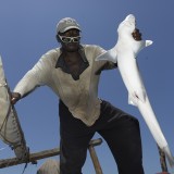 Even the numerous sharks that are being caught off the coast of Tanzania far smaller than in previous years.