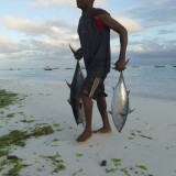 A fisherman returns to shore at dawn with just two Tuna caught during the night. Tuna were abundant here just a decade ago.