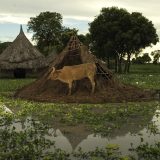 A cow eat's the remains of a collapsed roof in the floods. Cattle have suffered greatly in the floods and often become ill after eating grass in the water. They have little choice.