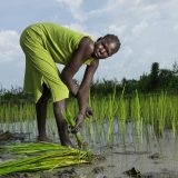 Nyaruot Gatluak plants rice at a community rice paddy. Growing rice is an innovative idea to alleviate hunger
